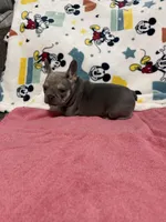 Sofia, a female French Bulldog for sale in Beattyville, KY – Photo 2 of 9