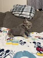 Sofia, a female French Bulldog for sale in Beattyville, KY – 5 of 10