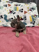 Sofia, a female French Bulldog for sale in Beattyville, KY – Photo 6 of 9