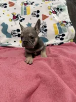 Sofia, a female French Bulldog for sale in Beattyville, KY – Photo 5 of 9