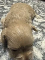 Blondie, a female Miniature Schnauzer for sale in Beattyville, KY – 4 of 5