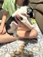 Jack, a female Miniature Schnauzer for sale in Beattyville, KY – 4 of 4