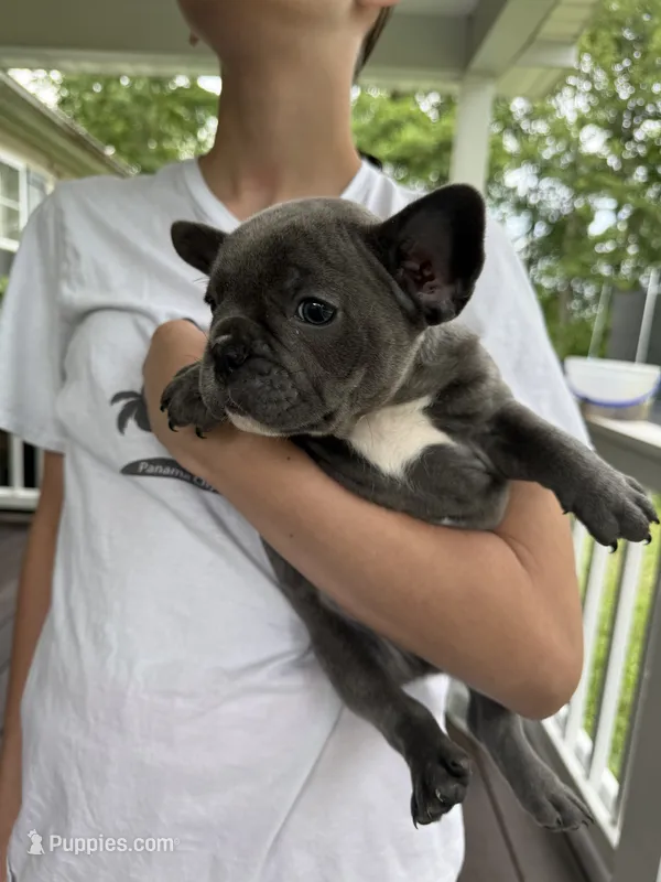 Steel – French Bulldog puppy for sale in Beattyville, KY