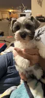 Jack AKC, a female Miniature Schnauzer for sale in Beattyville, KY – 9 of 9