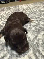 Angel , a female Miniature Schnauzer for sale in Beattyville, KY – 4 of 5