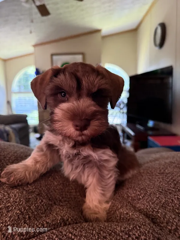 Benny AKC – Miniature Schnauzer puppy for sale in Beattyville, KY