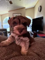 Benny AKC, a male Miniature Schnauzer for sale in Beattyville, KY – 4 of 10