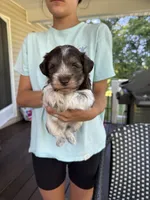 Benny AKC, a female Miniature Schnauzer for sale in Beattyville, KY – 7 of 8