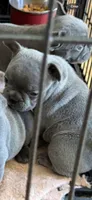 Mia, a female French Bulldog for sale in Beattyville, KY – 2 of 7