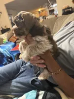 Benny AKC, a male Miniature Schnauzer for sale in Beattyville, KY – 7 of 10