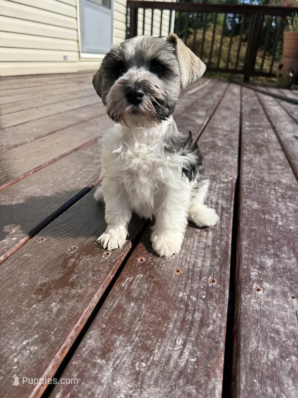 Jack AKC – Miniature Schnauzer puppy for sale in Beattyville, KY