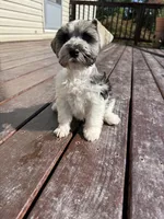 Jack AKC, a female Miniature Schnauzer for sale in Beattyville, KY – 2 of 9