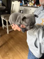 Mia, a female French Bulldog for sale in Beattyville, KY – 5 of 7