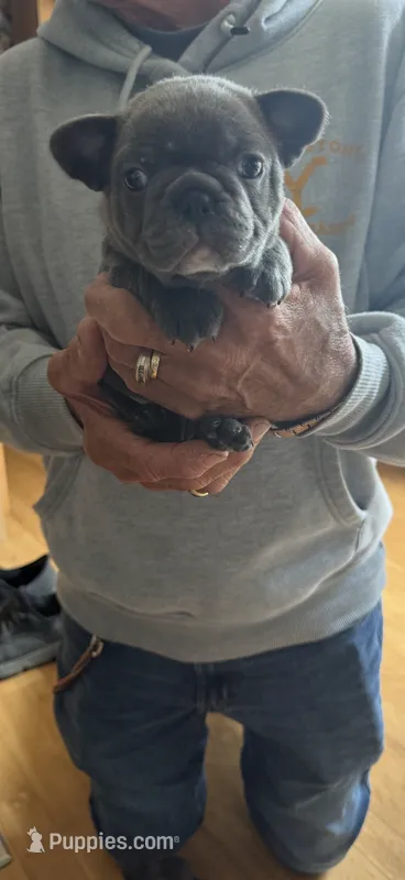 Mia – French Bulldog puppy for sale in Beattyville, KY