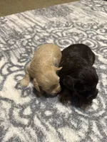 Angel , a female Miniature Schnauzer for sale in Beattyville, KY – 5 of 5