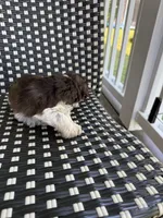 Benny AKC, a female Miniature Schnauzer for sale in Beattyville, KY – 6 of 8