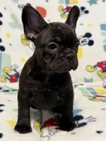 Mia, a female French Bulldog for sale in Beattyville, KY – 8 of 10