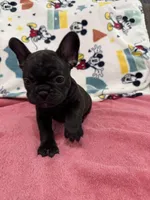Mia, a female French Bulldog for sale in Beattyville, KY – Photo 6 of 9