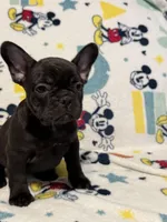 Mia, a female French Bulldog for sale in Beattyville, KY – 1 of 10