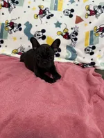 Mia, a female French Bulldog for sale in Beattyville, KY – Photo 5 of 9