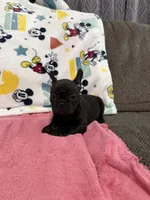 Mia, a female French Bulldog for sale in Beattyville, KY – Photo 2 of 9