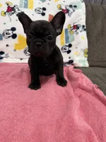 Mia, a female French Bulldog for sale in Beattyville, KY – Photo 1 of 9