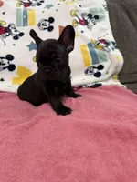 Mia, a female French Bulldog for sale in Beattyville, KY – Photo 7 of 9