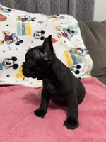 Mia, a female French Bulldog for sale in Beattyville, KY – Photo 8 of 9