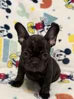 Mia, a female French Bulldog for sale in Beattyville, KY – 9 of 10