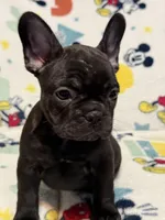 Mia, a female French Bulldog for sale in Beattyville, KY – 7 of 10