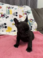 Mia, a female French Bulldog for sale in Beattyville, KY – Photo 3 of 9