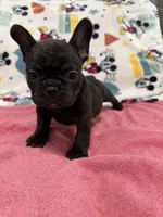 Mia, a female French Bulldog for sale in Beattyville, KY – Photo 4 of 9