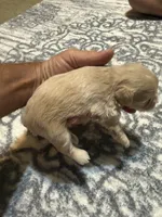 Blondie, a female Miniature Schnauzer for sale in Beattyville, KY – 3 of 5