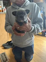 Mia, a female French Bulldog for sale in Beattyville, KY – 4 of 7