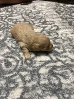 Blondie, a female Miniature Schnauzer for sale in Beattyville, KY – 5 of 5