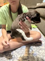 Benny, a female Miniature Schnauzer for sale in Beattyville, KY – 5 of 6