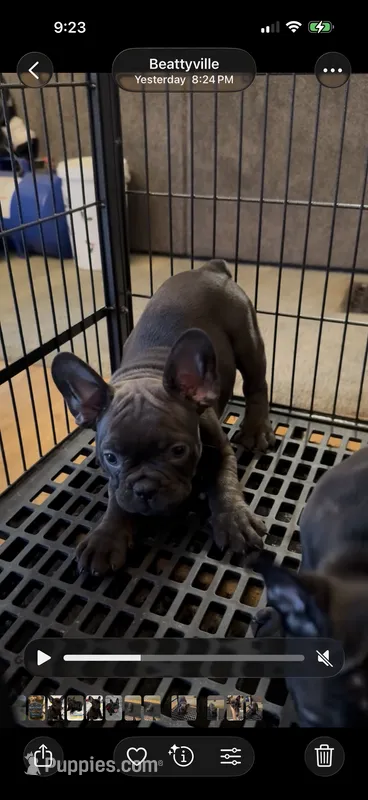 Ginger – French Bulldog puppy for sale in Beattyville, KY