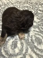 Angel , a female Miniature Schnauzer for sale in Beattyville, KY – 2 of 5