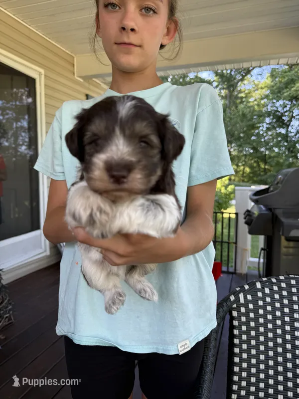 Benny AKC – Miniature Schnauzer puppy for sale in Beattyville, KY