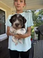 Benny AKC, a female Miniature Schnauzer for sale in Beattyville, KY – 1 of 8