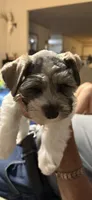 Jack AKC, a female Miniature Schnauzer for sale in Beattyville, KY – 8 of 9
