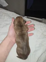 Female , a female Miniature Dachshund for sale in Hamilton, AL – Photo 2 of 2