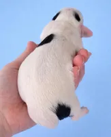 Male Piebald CKC, a male Miniature Dachshund for sale in Hamilton, AL – Photo 2 of 2