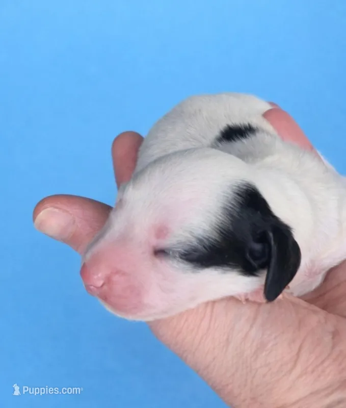 Male Piebald CKC – Miniature Dachshund puppy for sale in Hamilton, AL