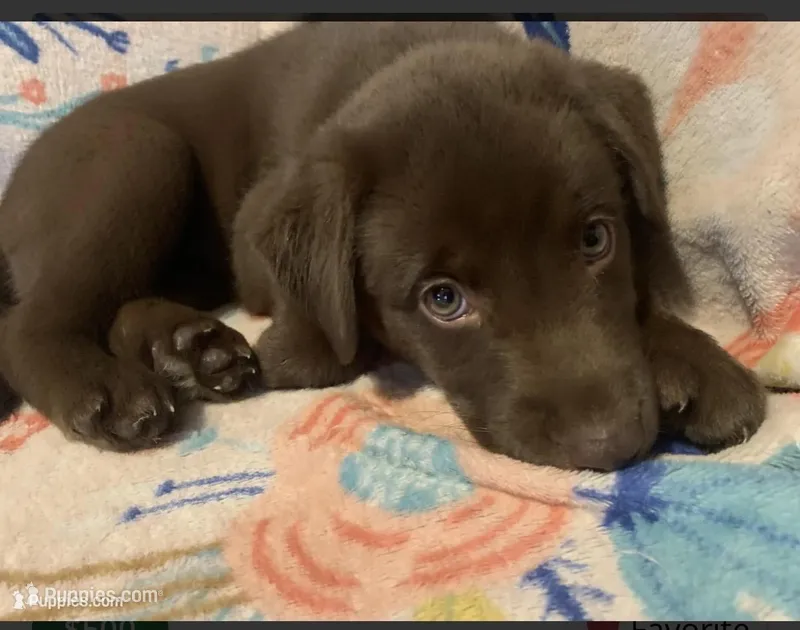 Harley  – Siberian Husky, Labrador Retriever puppy for sale in Mooresville, NC