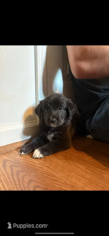 Indie  – Border Collie, Labrador Retriever puppy for sale in Mooresville, NC