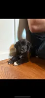 Indie , a female Border Collie and Labrador Retriever for sale in Mooresville, NC – 1 of 3