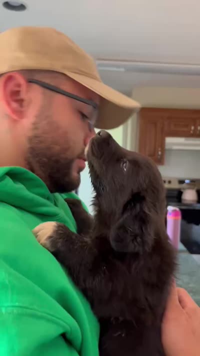 Indie , a female Border Collie and Labrador Retriever for sale in Mooresville, NC – 2 of 3