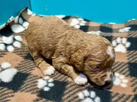 Red female, a female Cockapoo and Poodle - Miniature  for sale in Vancouver, WA – Photo 2 of 2