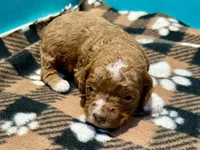 Red female, a female Cockapoo and Poodle - Miniature  for sale in Vancouver, WA – Photo 1 of 2